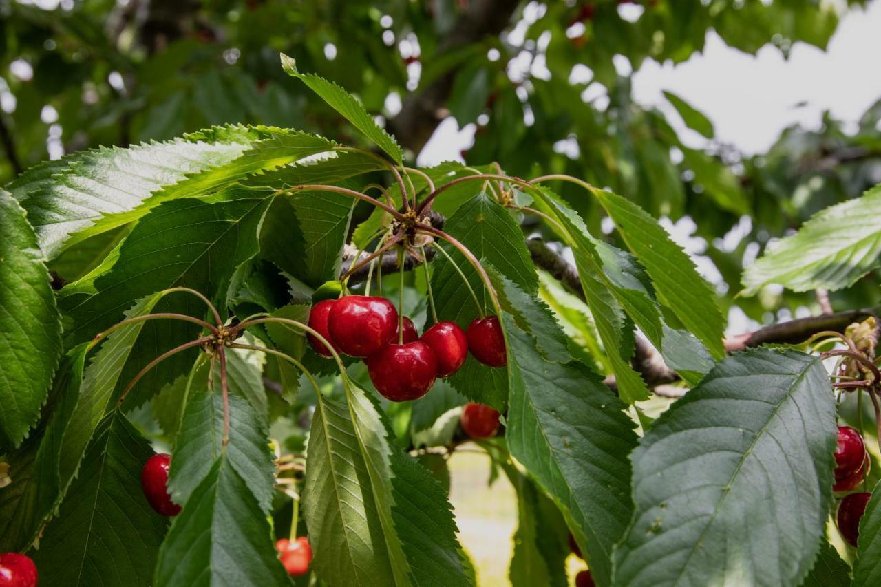Agriturismo I Debbi 비보나 외부 사진